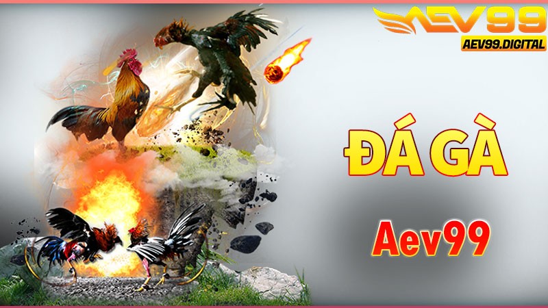 Đá Gà Aev99 - Sảnh cược tiêu điểm không thể bỏ lỡ