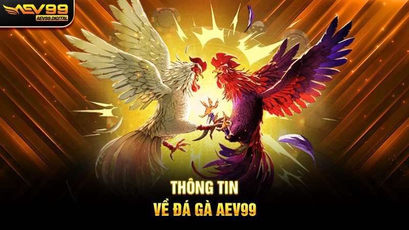 Thông tin về đá gà Aev99 Thông tin về đá gà Aev99